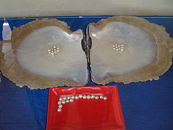 ngoc-trai